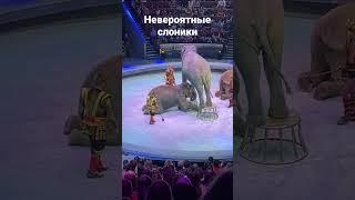 Невероятные слоники в цирке #цирк #слон #circus #приколы