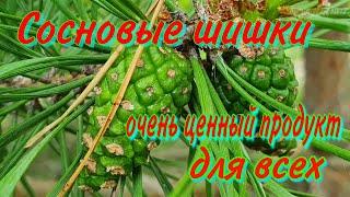 Сосновые шишки! Период сбора! Лечение варикоза, профилактика инфаркта и инсульта! Здоровье суставов!