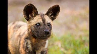 ZooBorns Australia! Episode 5 - African Painted Dogs