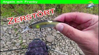 #Barsch #Zander Anglen mit Franky auf Barsch und Zander