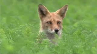 Red Fox Documentary