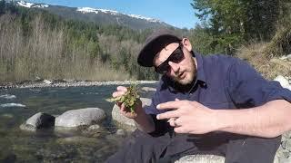 How to Gather and Cook Wild Dandelions