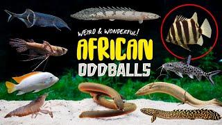 Rare Aquarium Fish: Wild Species From Africa | African Catfish, Oddballs, Tiger Scats and More!