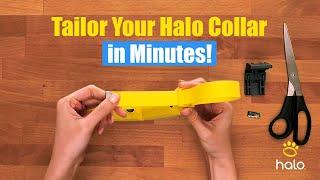 How To Perfectly Fit Your Halo Collar 4 Like A PRO!