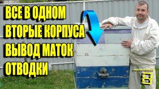 СТАВИМ ВТОРЫЕ КОРПУСА - ПОДГОТОВКА К ВЫВОДУ ПЧЕЛИНЫХ МАТОК И ПЧЕЛИНЫХ ОТВОДКОВ.  ДЛЯ НАЧИНАЮЩИХ