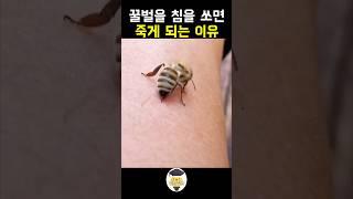 꿀벌이 침을 쏘면 죽는 이유