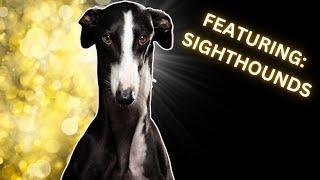 What You Didn't Know About Sight Hounds!