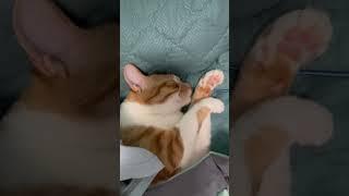 可可爱爱的胖宝宝 #cat #猫 #猫咪
