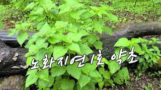 온갖 신약재로~ 식품으로~ 이래서 만병 통치약으로 부른다