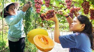 FULL VIDEO:158 DAYS GARDENING Harvesting SOURSOP, GRAPES, CANARY MELON,..Go To The Market SellNhung