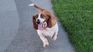 Basset hound is delighted to make friends