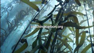 Catching Carbon Kelp