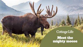 Meet the mighty moose