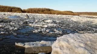 Ледоход на реке Сысола(Icebreaker on the Sysola River) 19.04.2021