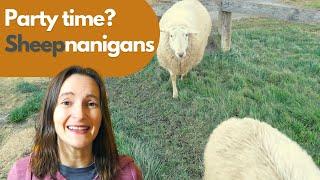 Sheep Homestead Shenanigans (Sheep Home Alone?!)