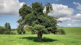 The Irish Fairy Tree and Tír na nÓg