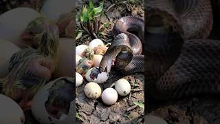 A large snake has been spotted hunting baby chicks p1