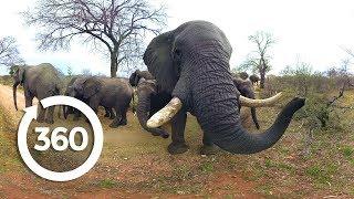 Elephants on the Brink | Racing Extinction (360 Video)