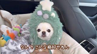 病院に行くのにクリスマスツリーに変身した犬うにちゃん