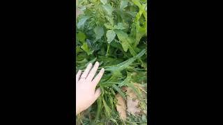 Mulch with your weeds using  "Chop &  Drop"