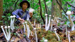 forest mushroom harvest season, many kinds of mushrooms have grown in the wet forest - Trong and Ton