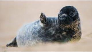 NatGeo Wild - Fur Seals Island   Oceanic Wildlife