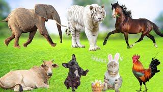 Cute Farm Animal Moments : Dog, Chicken, Duck, Cat, Sheep, Cow, Goat, Elephant - Farm Animal Sounds