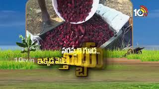 Matti Manishi Full Episode | మట్టి మనిషి | Agriculture Tips | 25-11-2024 | 10TV Agri