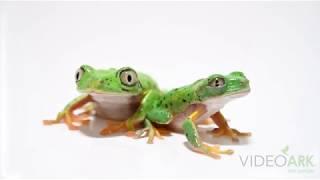 Two critically endangered Costa Rican lemur leaf frogs (Agalychnis lemur)