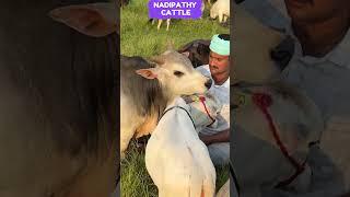 Shortest Cows Ever !!  Nadipathy Nano cow! 2 feet height #youtube #viral #reels #miniature #trend