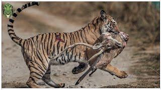 60 カメラが捉えた大型ネコ科動物の残酷な狩りの瞬間  | 動物の戦い