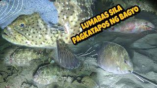 Nagsawa ako sa Kakapana sa Sobrang Dami ng Isda Jackpot