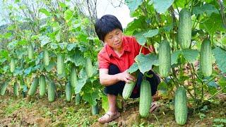 Vegetable melon green strip hanging  make salted melon stew field snail delicious explosive juice