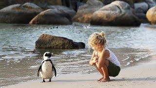 Walk and Talk with Penguins in South Africa!