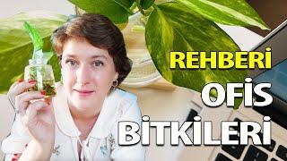 Kolay Ofis Bitkileri | Ofiste Hangi Bitkiler Yetişir? | Ev Yeşili