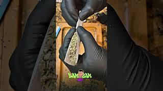 POV: You Just Watched the Cleanest Joint Roll Ever