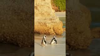unstoppable || cute penguins