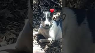 Кроха Ассоль))Rescatada de maltrato