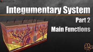 Integumentary System (Main Functions) (Part 2 Of 3)