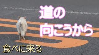 ボロ　思うより猫の行動範囲は広いのね。