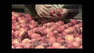 Peach Processing Line