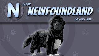 The Newfoundland