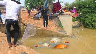 Full Day Traditional Fishing 2024 Catch Lot Of Fish| Net Fishing Video#P1040961