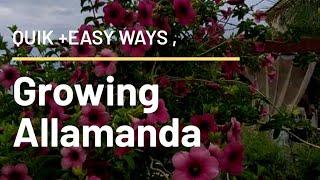 Easiest methods of growing Allamanda from cuttings . Plant care tips & Allamanda plant pruning etc.