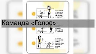Команда «Голос»