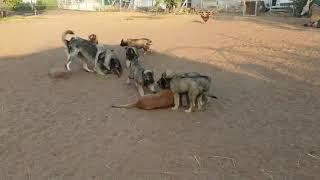 1 boxer vs 8 illyrian shepherd puppies