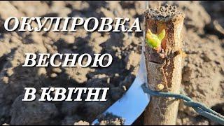 Окуліровка в квітні