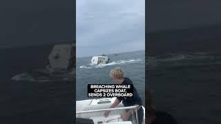 Breaching whale capsizes boat, sends 2 overboard off coast of New Hampshire