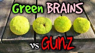 Green Brains (Hedge Apples) vs Guns