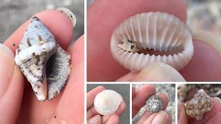 Florida Shelling Jupiter Island; Coral Cove Park. We went across the state to look for new shells!